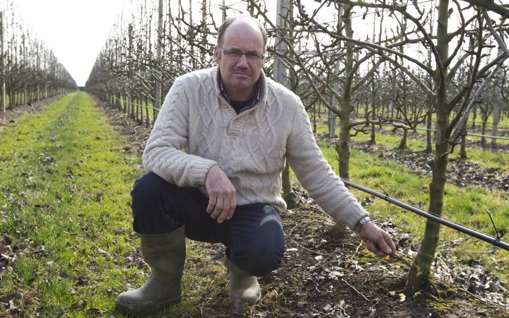 Fruitteler W. Van Leeuwen in Buren toont de vorstschade aan zijn peren. Foto RD, Anton Dommerholt