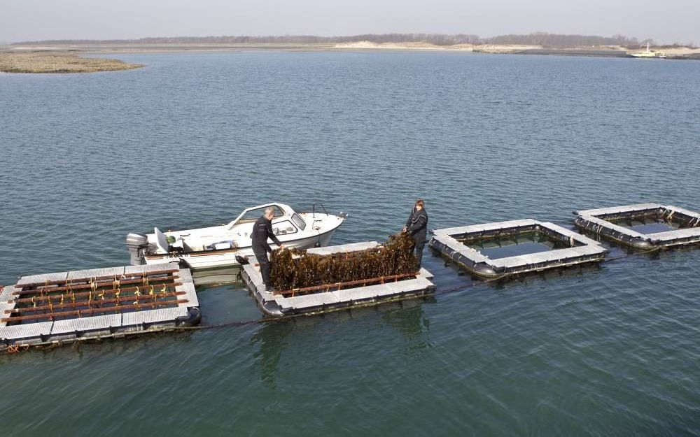 De eerste Nederlandse zeeboerderij in de Oosterschelde. Foto RD, Anton Dommerholt