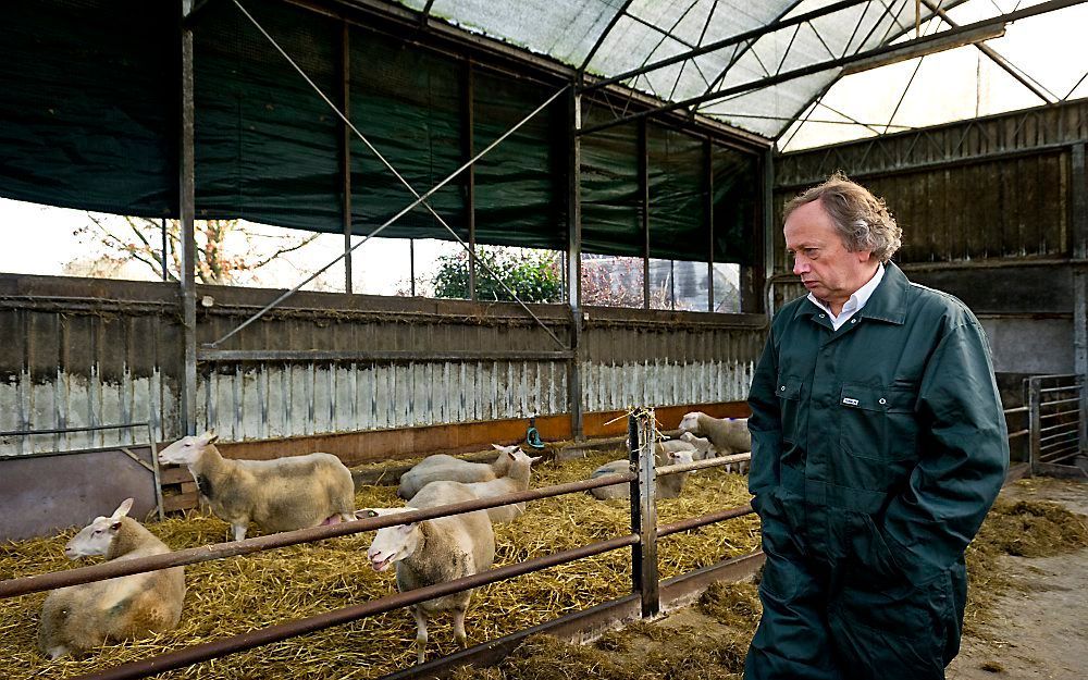 Bleker op een boerderij met het Schmallenbergvirus.   Foto ANP