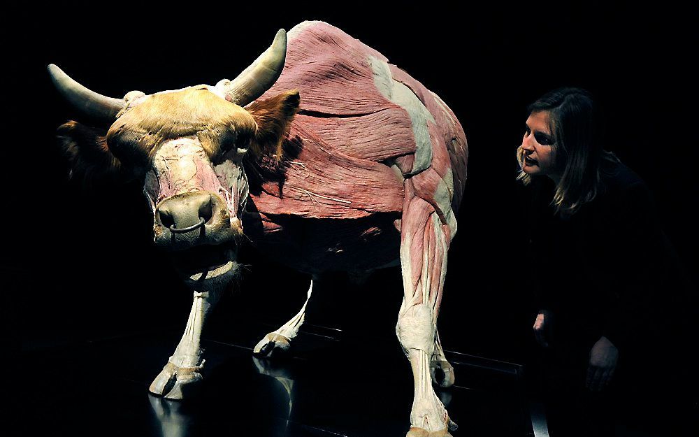 Een geplastineerde stier in de tentoonstelling 'Animal Inside Out'  in het Natuurhistorisch Museum in Londen. Foto EPA