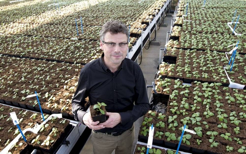 Ir. Guus Heselmans van Meijer Potato. Foto RD, Anton Dommerholt