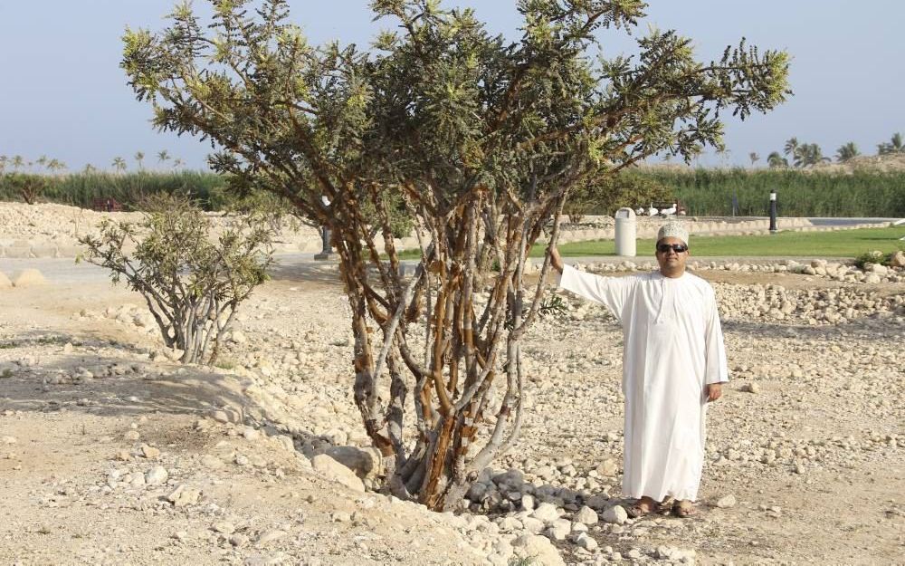 De wierookboom lijkt meer op een struik dan op een boom. Mohammed: „Mijn moeder vond het een prima middel tegen hoesten en astma.” foto RD