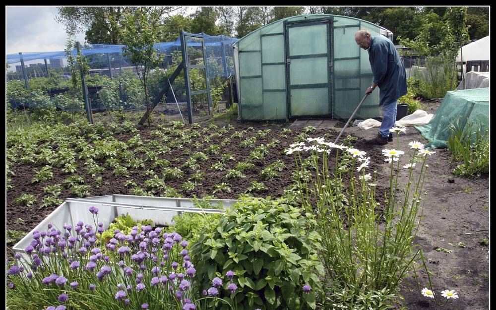 Sierplanten fleuren groentetuintjes op. Foto RD, Henk Visscher