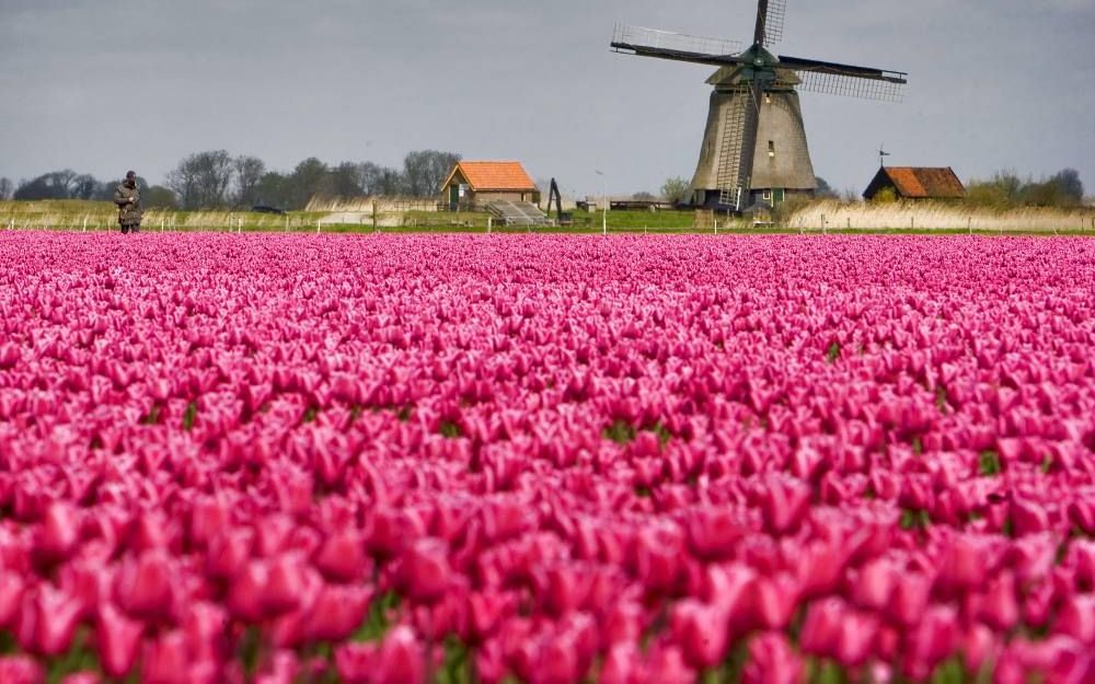 „Een typisch Nederlandse sector als de bollenteelt kan door de verzilting in gevaar komen.” Foto ANP