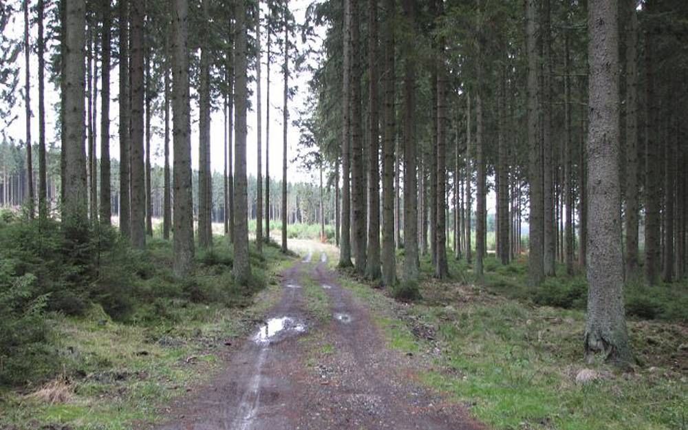 Typisch productiebos met bomen in lange rechte rijen. Foto Wikimedia, Stormbeest