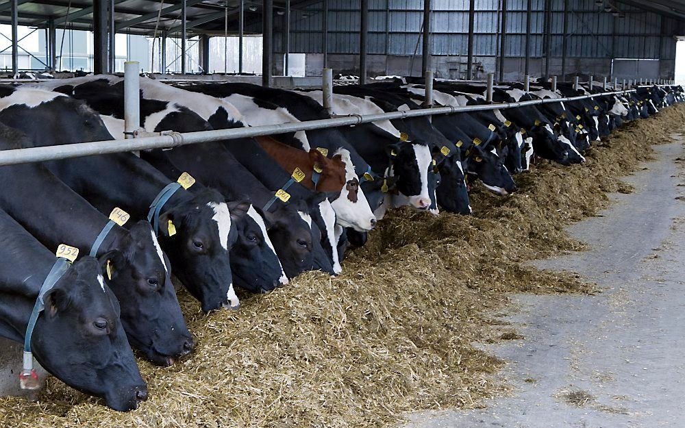 Pleidooi Voor Duurzame Veehouderij