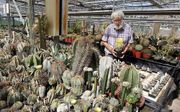 Hans Biesheuvel uit het Zuid-Hollandse Lexmond kweekt cactussen. Ook heeft hij een boom- en heesterkwekerij. Door de crisis stortte de omzet van de boomkwekerij echter in. „De verkoop op de Boskoopse veiling in augustus, graadmeter voor de najaarshandel, 