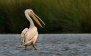 Een pelikaan. Foto ANP