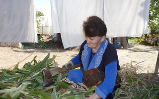 AREVABUYR  – Veel mensen in Armenië overleven en kampen met schulden. Deze vrouw hakt groenten en maakt ze klaar voor de inmaak. Foto Marie Verheij