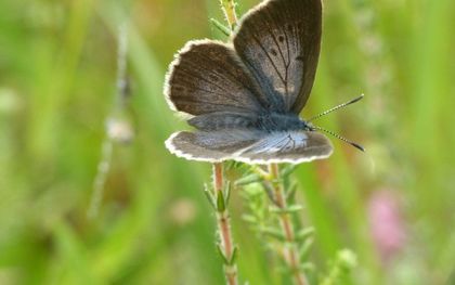 Vrouwelijk gentiaanblauwtje. bij Staverden. beeld RD