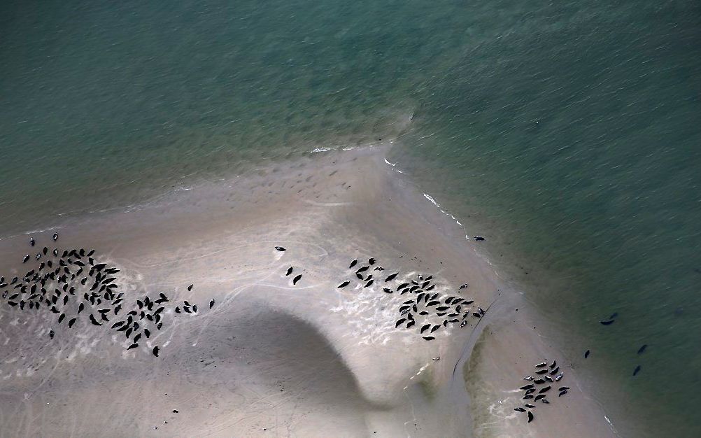 Zeehonden op een zandplaat tussen Terschelling en Ameland. Foto ANP