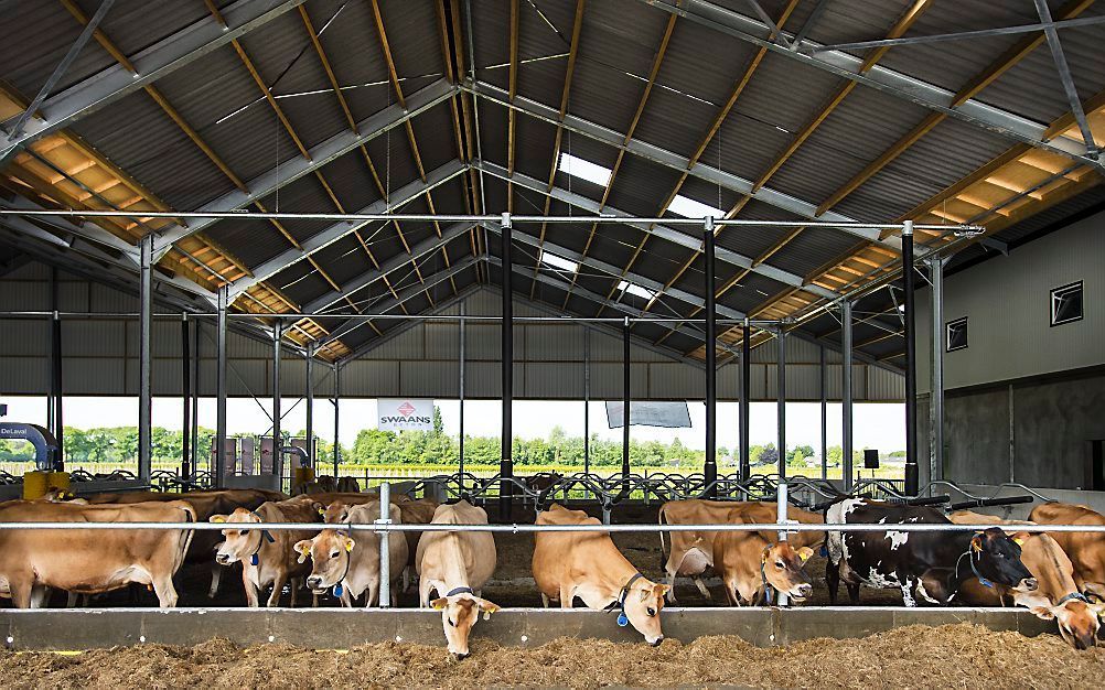 Nederlandse boeren zijn de afgelopen jaren flink meer melk gaan produceren. beeld ANP