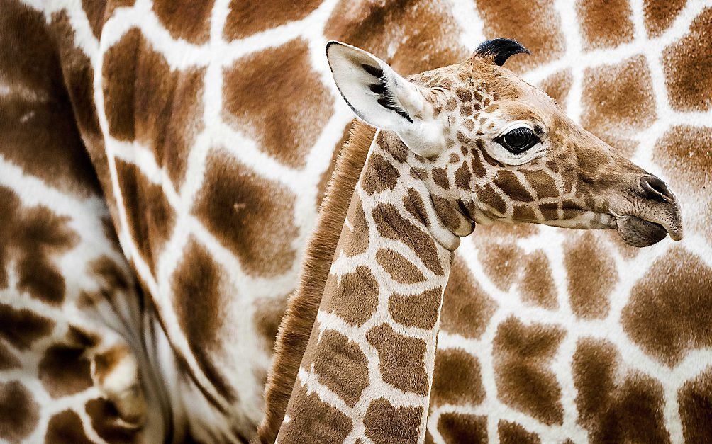 Een pasgeboren netgiraffe voor het eerst op de Savanne in Artis. Het veulen is hier een week oud.  beeld ANP