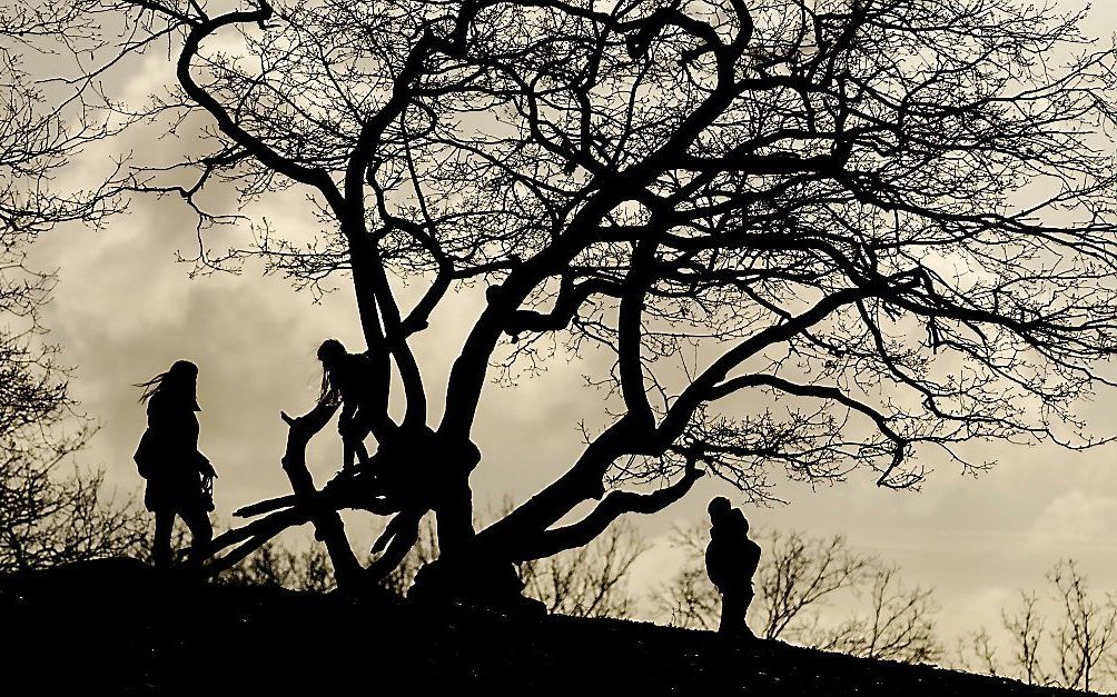 Uitwaaien in Nationaal Park de Loonse en Drunense Duinen op tweede kerstdag. beeld ANP