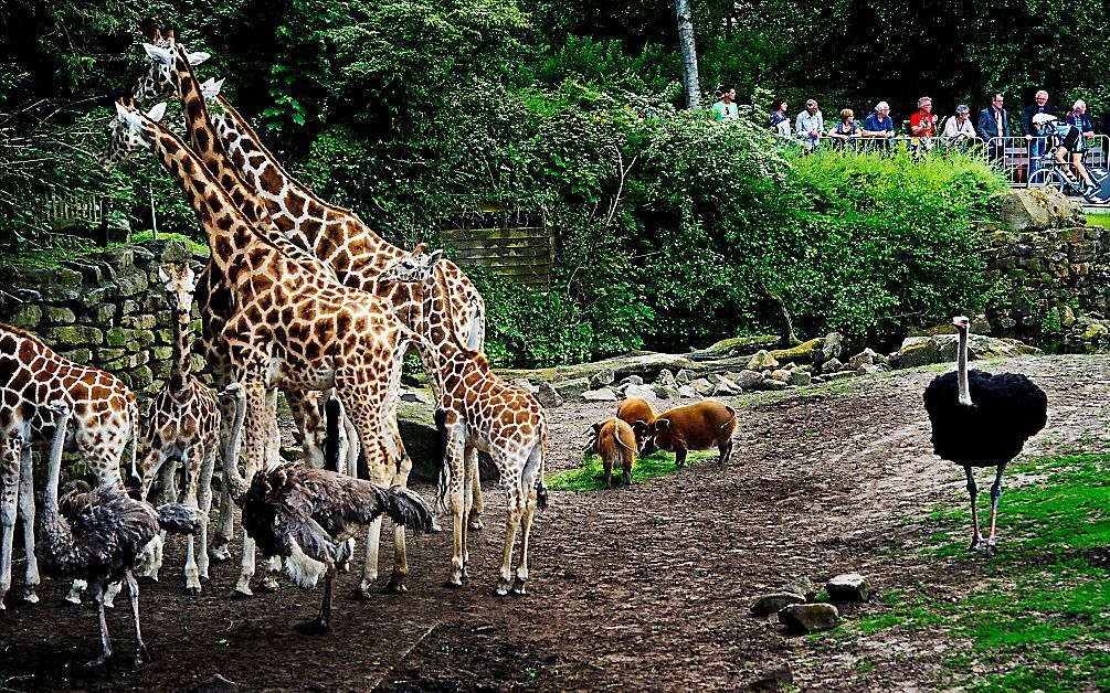 Dierenpark Emmen. Foto ANP