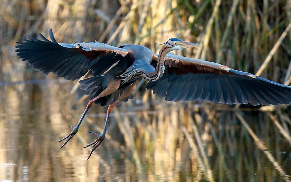 Purperreiger. beeld EPA