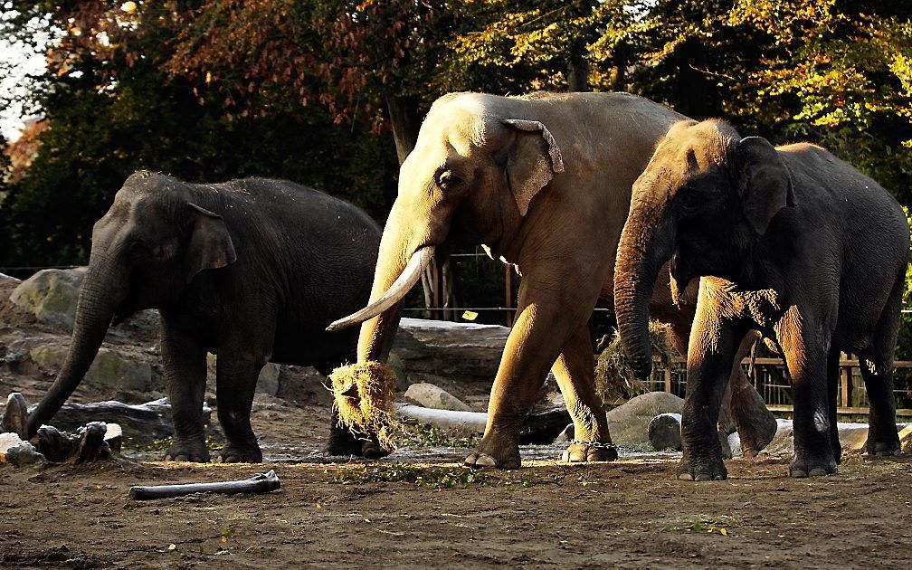 Olifanten in Dierenpark Amersfoort. Foto ANP