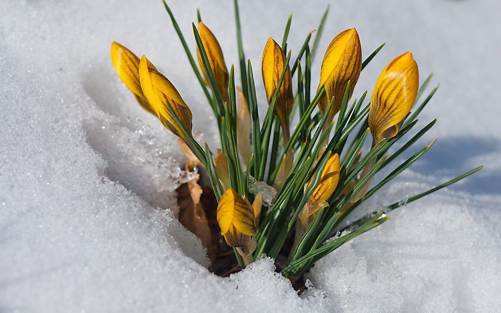 Krokussen in de sneeuw in het Duitse Sieversdorf. Foto EPA