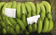 Bananen met een membraan van It's Fresh! blijven langer vers. beeld It's Fresh