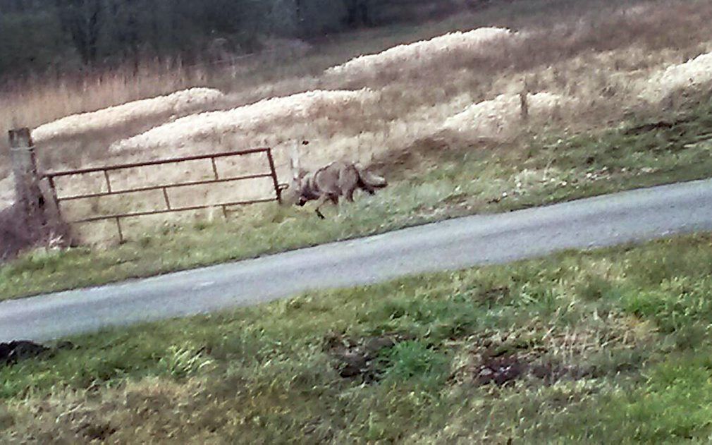 Een wolf in Drenthe, maart 2015. beeld ANP