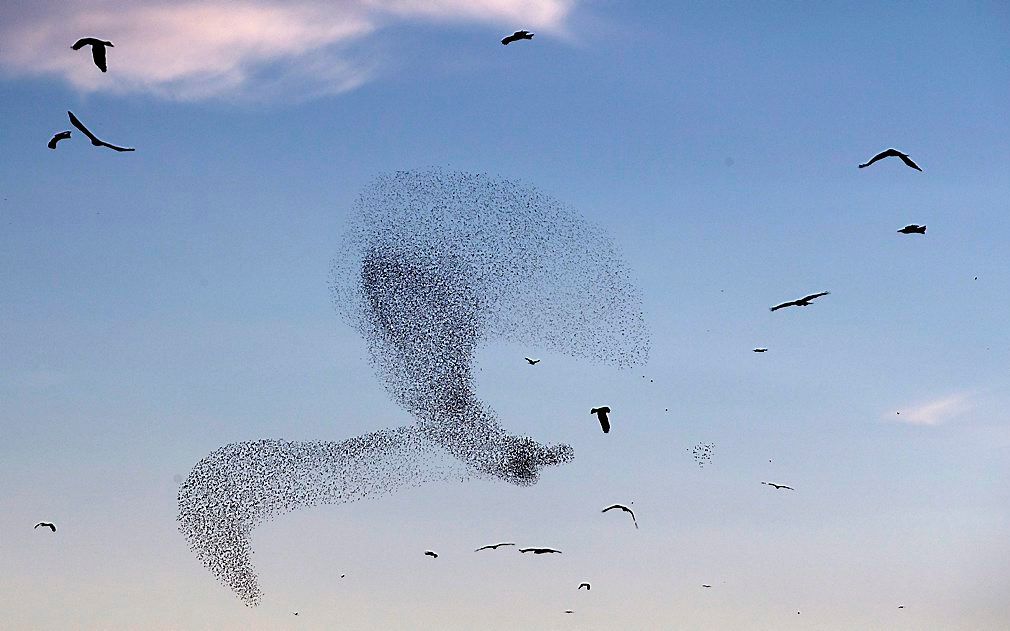 Dansende spreeuwen bij de Israëlische stad Rahat. beeld EPA