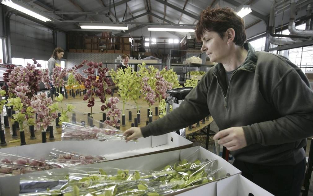 Een Poolse vrouw aan het werk in een orchideeënkwekerij in Nootdorp. Beeld ANP