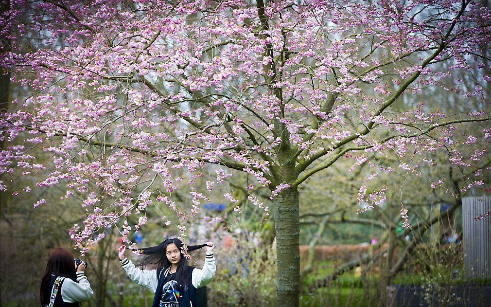 Bezoekers maken foto's van elkaar tussen de bloemen in de Keukenhof. Dit jaar is het Van Gogh-jaar in het park dat nog t/m 17 mei valt te bezoeken. beeld ANP