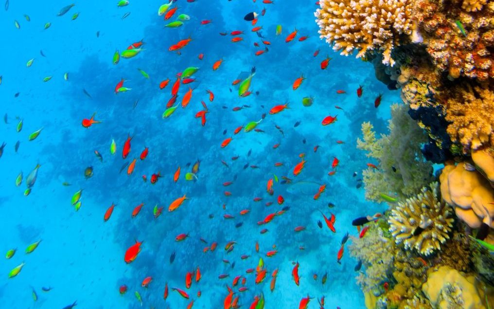 Koraalriffen herbergen veel soorten vissen en andere zeedieren. beeld GettyImages