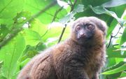 Een bepaalde soort maki wordt op Madagaskar bedreigd door voedselschaarste. beeld Wikimedia