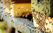 Bijen bij een bijenkast. beeld ANP