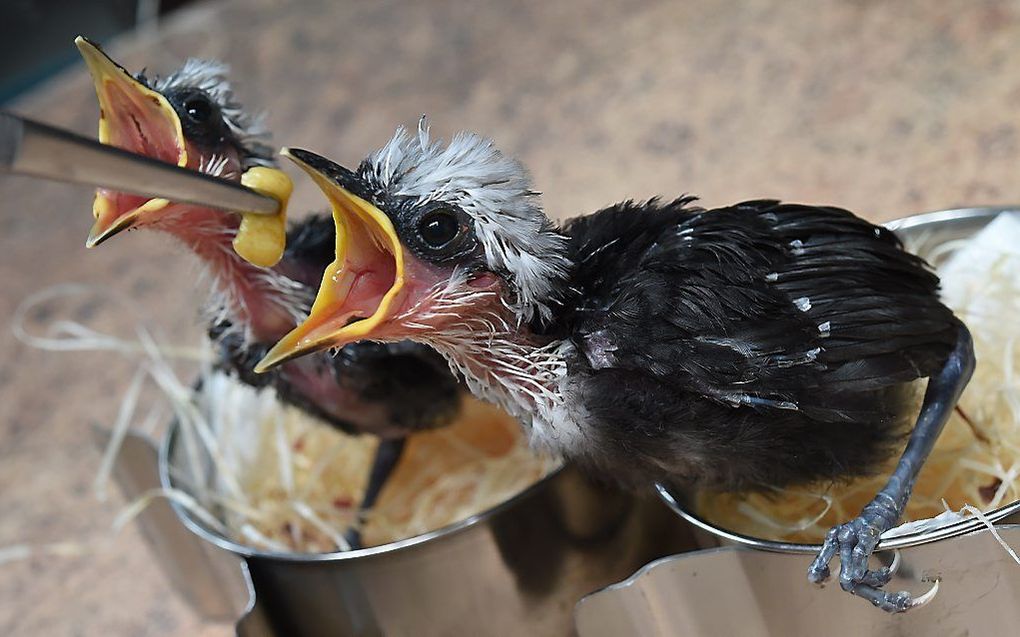 Twee ongeveer drie weken oude lijsters worden gevoerd in het vogelpark in het Duitse Walsrode. beeld AFP