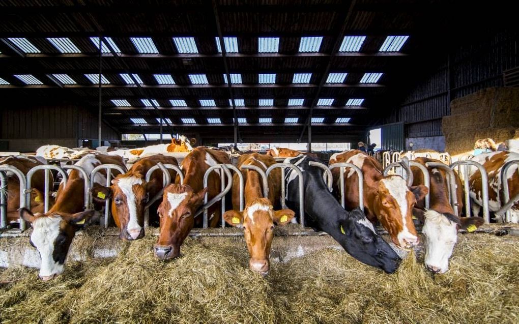 ZOETERWOUDE. Nieuwe stallen zijn weliswaar groter maar niet slechter voor de koe, vindt melkveehoudersvoorman Kees Romijn. De koeien hebben meer ruimte en het klimaat is beter dan in oude stallen. Foto: koeien in een stal in Kamerik. beeld ANP