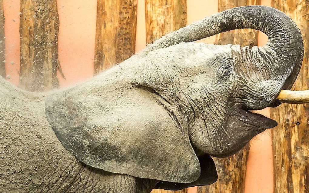 Olifant Bongi neemt een zanddouche in haar nieuwe verblijf. Olifantenmoeder Punda is met haar kinderen Bongi, Pina-Nessie en Shawu verhuisd van Grüner Zoo Wuppertal naar Safaripark Beekse Bergen.  beeld ANP