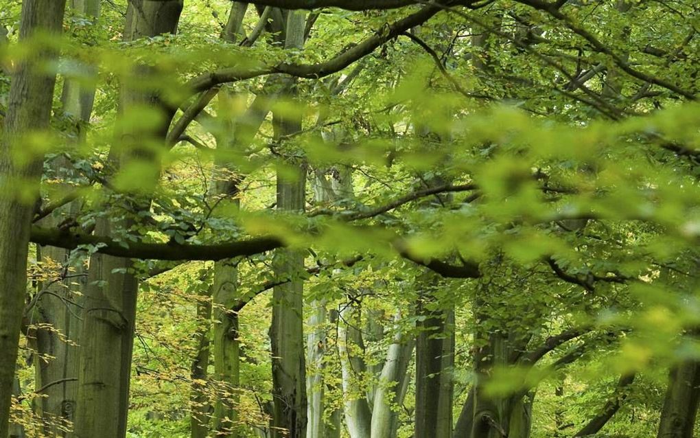 Drukbezochte natuurgebieden op de Veluwe tellen minder vogels dan rustgebieden. beeld ANP, Lex van Lieshout