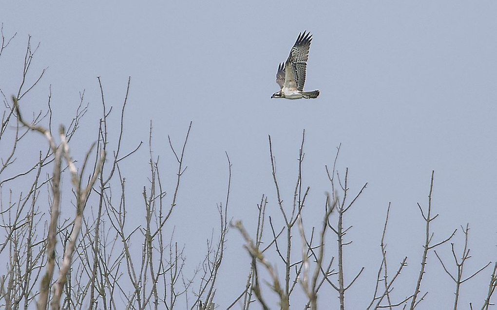 Onder het toeziend oog van een groep vogelspotters fladderde de jonge visarend het nest uit. beeld ANP