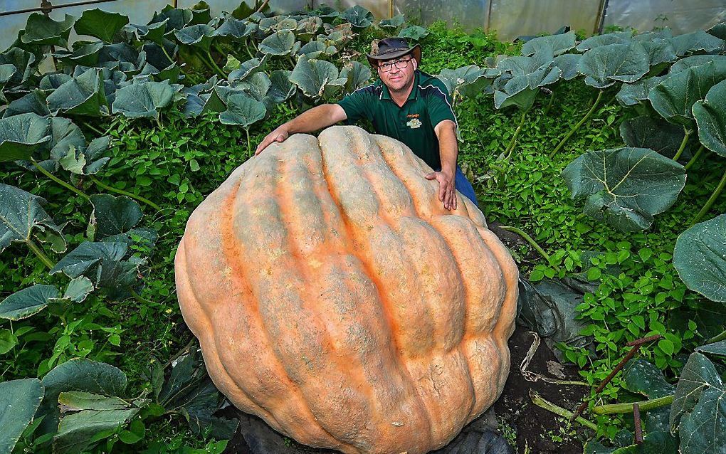 Pompoenenboer Oliver Langheim in het Duitse Furstenwalde kweekte een pompoen van 550 kilo. beeld EPA