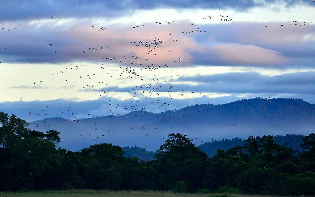 De eerste trekvogels zijn aangekomen in het reservaat Pobitora in de Indiase deelstaat Assam. beeld EPA