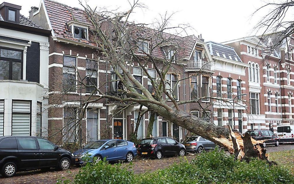 Een boom is door de storm tegen een woning aan de Schotelsingel in Haarlem gevallen. De woning liep grote schade op. beeld ANP