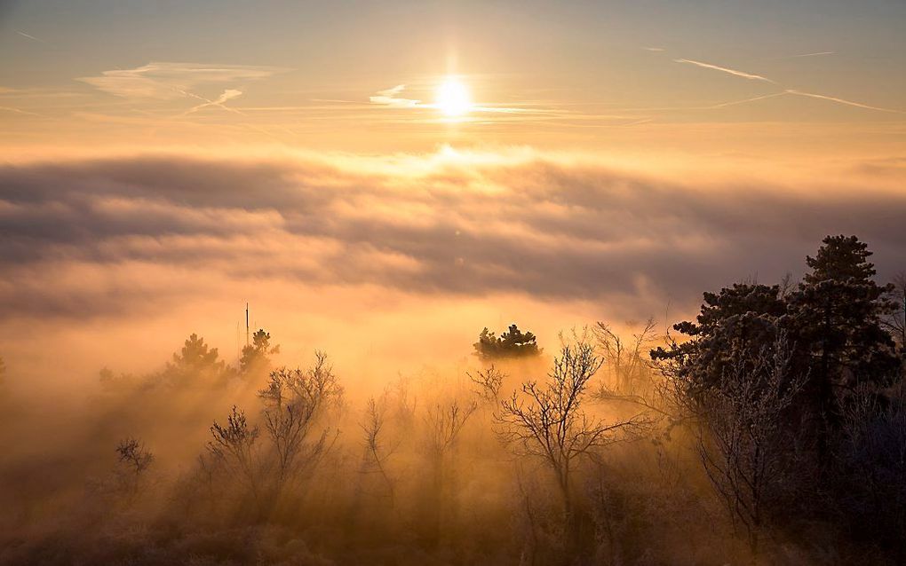 Zonsopkomst in de bossen bij Budapest. beeld EPA