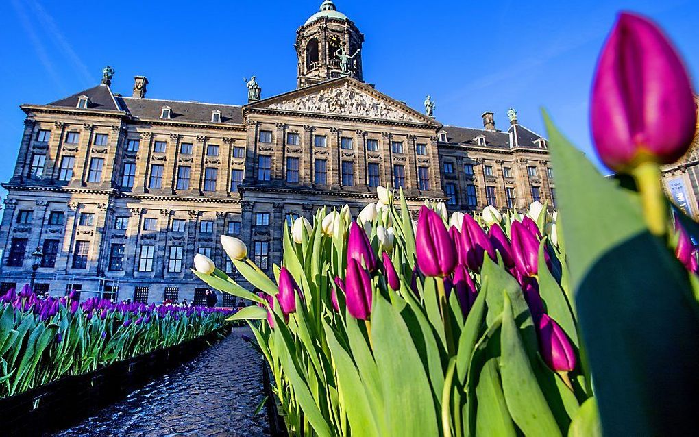 Tulpen op de Dam met op de achtergrond het Paleis. beeld ANP