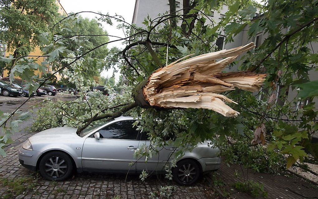 Extreem weer zal steeds normaler worden, zeggen rapporten van klimaatdeskundigen. De eigenaar van deze auto werd gisteren in Polen verrast door een boom op zijn auto die door de storm viel. beeld EPA, GRZEGORZ MICHALOWSKI