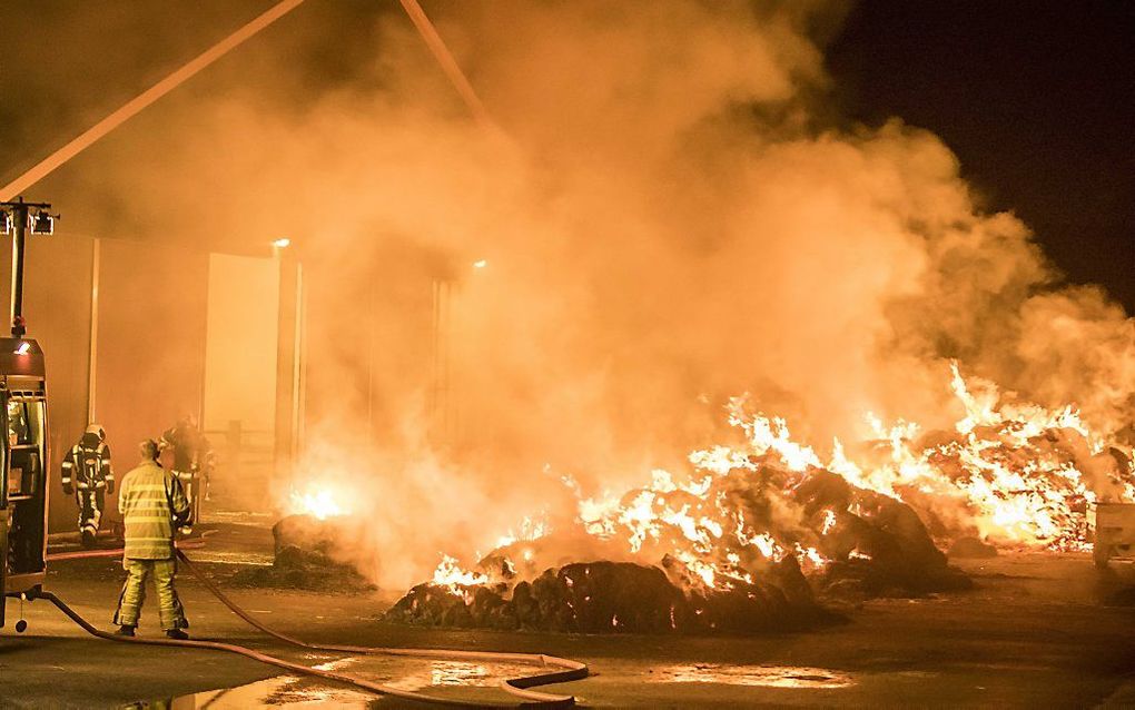 De boer haalde die met een shovel uit de stal. Later nam de brandweer dat van hem over. Alle koeien bleven ongedeerd. beeld ANP