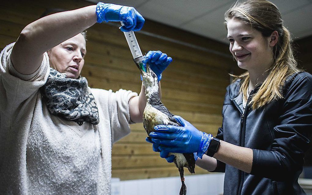 Hetty Sinnema en Raya Strikwerda van de Fûgelhelling voeren de zieke zeekoeten bij. beeld ANP