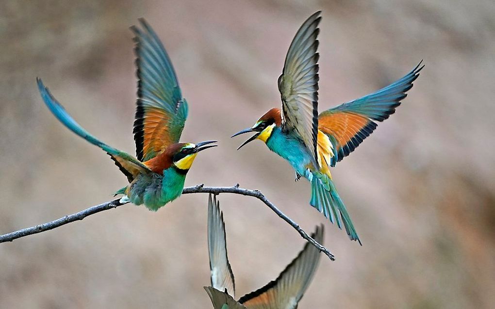 Het gaat goed met de bijeneter in Europa. In Duitsland zijn al 239 paren van de kleurrijke vogelsoort geteld. Foto: rivaliserende bijeneters in Lambsheim, in de omgeving van Mannheim. beeld EPA