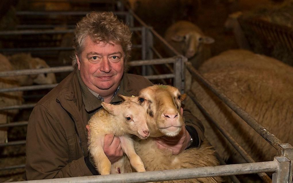 Herder Gartman van der Steeg poseert met de jongste aanwinst van de schaapskudde van Elspeet en Vierhouten. beeld André Dorst