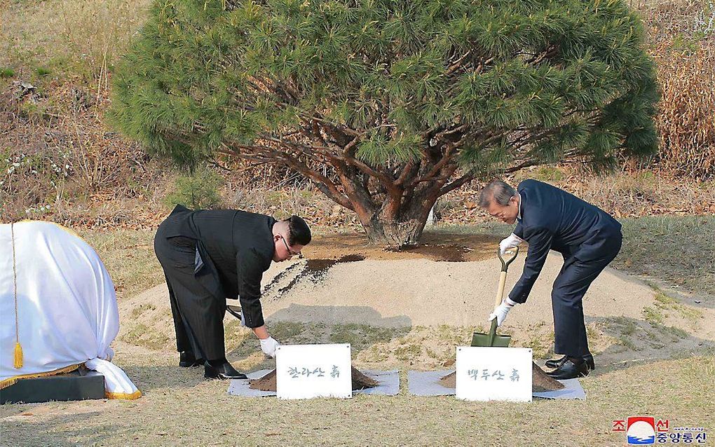 De leiders van Noord-Korea (l.) en Zuid-Korea planten samen een boom. beeld AFP