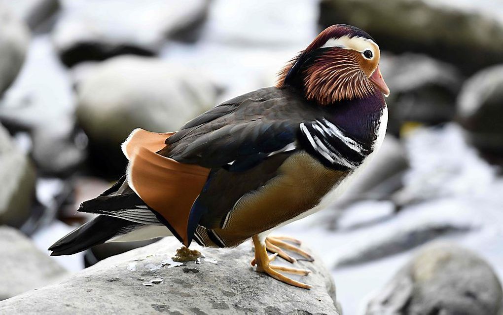 Een mandarijneend aan de rand van een waterplas in Taipei, de hoofdstad van Taiwan. Van oorsprong is de mandarijneend een Aziatische vogel die zijn nest maakt in verlaten spechtennesten op grote hoogte. beeld AFP