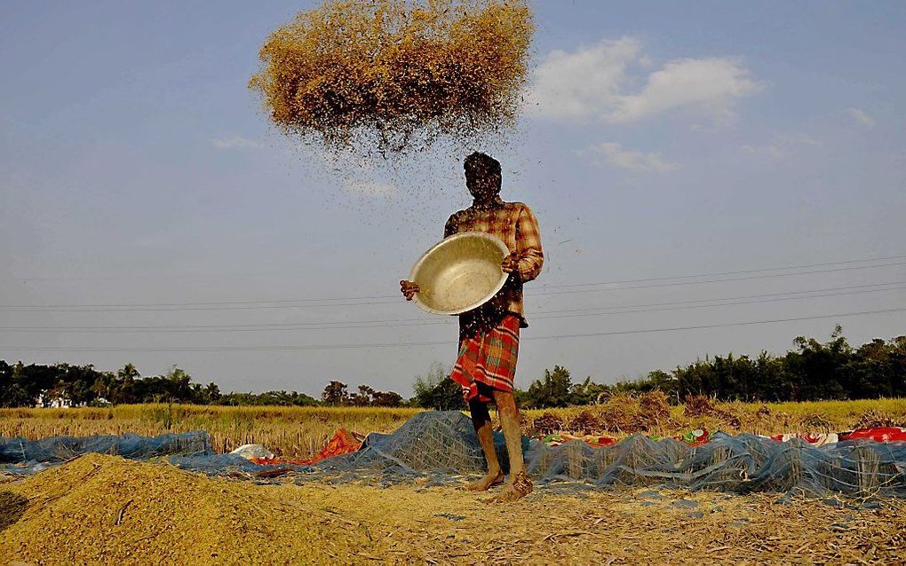 Een boer want het rijst in het noordoosten van India. beeld AFP