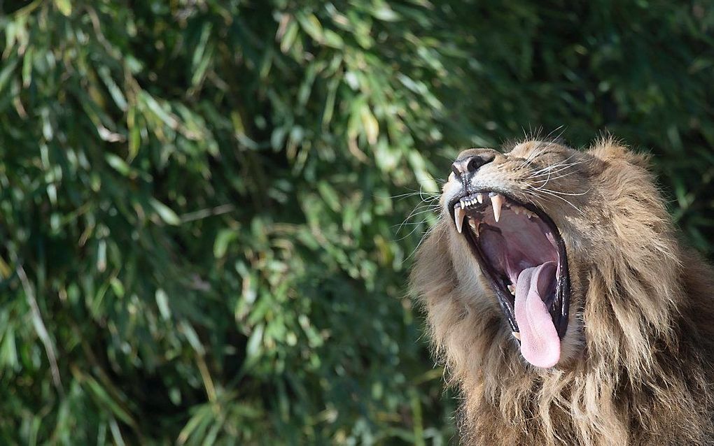 In dierentuin Wilhelma in Stuttgart gaat een leeuw maandag gapend de nieuwe week in. beeld AFP