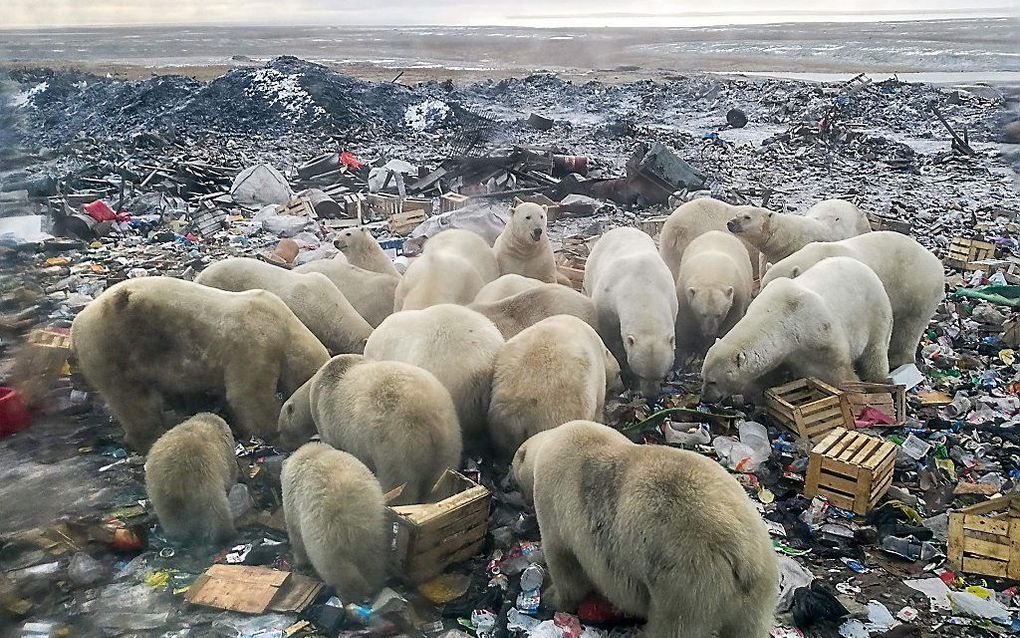 IJsberen in het Noordpoolgebied zijn in de buurt van het Russische Beloesja Goeba op zoek naar voedselresten. In het gebied is de noodtoestand uitgeroepen nadat tientallen beren huizen en overheidsgebouwen zijn binnengedrongen. beeld AFP